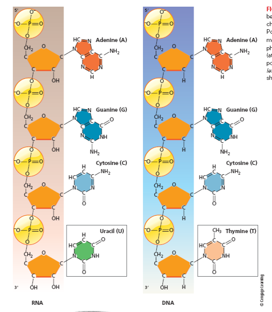 Using Figures 1 and 2 as a guide, draw a dinucleotide composed of C and A. Next to this, draw the complementary dinucleotide in an antiparallel fashion. Connect the dinucleotides with the appropriate hydrogen bonds. FIGURE 1 Nucleotides can be joined together to form chains called polynucleotides. Polynucleotides are polar molecules with a 59 end (at the phosphate group) and a 39 end (at the sugar group). An RNA polynucleotide is shown at the left , and a DNA polynucleotide is shown at the right. FIGURE 2 The two polynucleotide chains in DNA run in opposite directions. The left strand runs 59 to 39, and the right strand runs 39 to 59. The base sequences in each strand are complementary. An A in one strand pairs with a T in the other strand, and a C in one strand is paired with a G in the opposite strand.