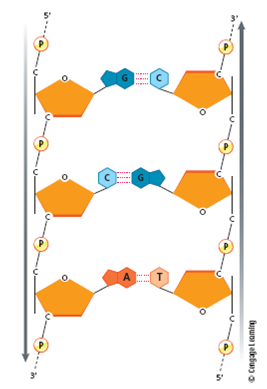 Using Figures 1 and 2 as a guide, draw a dinucleotide composed of C and A. Next to this, draw the complementary dinucleotide in an antiparallel fashion. Connect the dinucleotides with the appropriate hydrogen bonds. FIGURE 1 Nucleotides can be joined together to form chains called polynucleotides. Polynucleotides are polar molecules with a 59 end (at the phosphate group) and a 39 end (at the sugar group). An RNA polynucleotide is shown at the left , and a DNA polynucleotide is shown at the right. FIGURE 2 The two polynucleotide chains in DNA run in opposite directions. The left strand runs 59 to 39, and the right strand runs 39 to 59. The base sequences in each strand are complementary. An A in one strand pairs with a T in the other strand, and a C in one strand is paired with a G in the opposite strand.