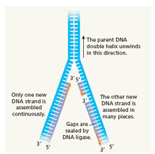 How does DNA replication occur in a precise manner to ensure that identical genetic information is put into the new chromatid See Figures 3 and 4. FIGURE 3 In DNA replication, the two polynucleotide strands uncoil, and each is a template for synthesizing a new strand. A replicated DNA molecule contains one new strand and one old strand. This mechanism is called semiconservative replication. FIGURE 4 A close-up look at the process of DNA replication. (a) As the strands uncoil, bases are added to the newly synthesized strand by complementary base pairing with bases in the template strand. The new bases are linked together by DNA polymerase. (b) DNA synthesis can proceed only in the 5' 3' direction; newly synthesized DNA on one template strand is made in short segments and linked together by the enzyme DNA ligase. a) Each DNA strand has two ends: one with a 59 carbon, and one with a 39 carbon. DNA polymerase can add nucleotides only at the 39 carbon. In other words, DNA synthesis proceeds only in the 59 to 39 direction. b) Because DNA synthesis proceeds only in the 5' to 3' direction, only one of the DNA strands can be assembled in a single piece. The other new DNA strand forms in short segments, which are called Okazaki fragments after the two scientists who discovered them. DNA ligase joins the fragments into a continuous strand of DNA.