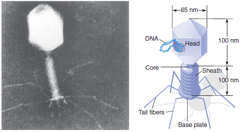 The bacteriophage T4 genome is 168,900 bp long. a. What are the dimensions of the genome (in nm) if the molecule remains unfolded as a linear segment of double-stranded DNA? b. If the T4 protein capsid has about the same dimensions as the capsid of bacteriophage T2 (see Figure), and the thickness of the capsid is about 10 nm, about how many times must the T4 genome be folded to fit into the space available within its capsid? Figure Electron micrograph and diagram of bacteriophage T2 (1 nm = 10 -9 m).  <div style=padding-top: 35px> 
