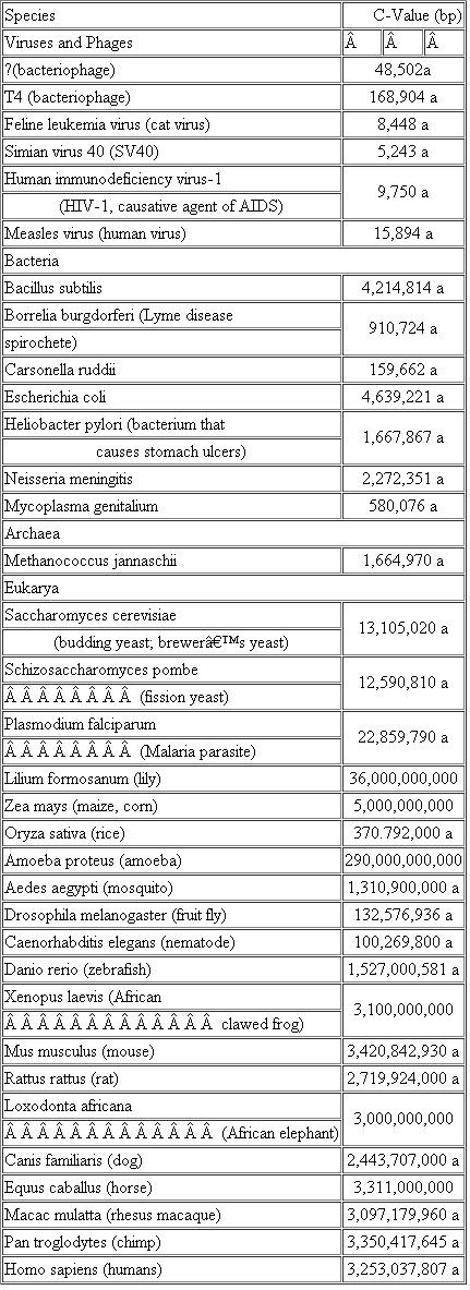 Impressive technologies have been developed to sequence entire genomes. Some biotechnology innovators even envision low-cost ($1,000) sequencing of individual human genomes. Still, the genome of the single-celled Ameoba proteus might present a challenge since it has nearly 100 times the DNA content of the human genome (see Table 2.3). If we sequenced its genome, do you expect we would identify about 100-fold more genes than have been found in the human genome? Why or why not? If not, what do you expect we would learn about its genome? Table Haploid DNA Content, or C-Value, of Selected Species   *These C-values derive from the complete genome sequence; all others are estimates based on other measurements.<div style=padding-top: 35px> 