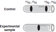 A spaceship lands on Earth, bringing with it a sample of extraterrestrial bacteria. You are assigned the task of determining the mechanism of DNA replication in this organism. You grow the bacteria in an unlabeled medium for several generations and then grow it in the presence of for exactly one generation. You extract the DNA and subject it to CsCl centrifugation. The banding pattern you find is as follows:   It appears to you that this pattern is evidence that DNA replicates in the semiconservative manner, but you are wrong. Why? What other experiment could you perform (using the same sample and technique of CsCl centrifugation) that would further distinguish between semiconservative and dispersive modes of replication?<div style=padding-top: 35px> 