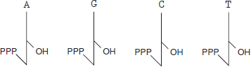 Use the shorthand notation of Question to diagram how a strand with the sequence 3 GGTCTAA-5? would anneal to a primer having the sequence 5 AGA-3?. Then answer the following questions. a. What chemical groups do you expect to find at the and ends of each DNA strand? b. What nucleotides would be used to extend the primer if the annealed DNA molecules are added to an in vitro DNA synthesis reaction using the system established by Kornberg? c. What is the source of the energy used to catalyze the formation of phosphodiester bonds in the synthesis reaction in part (b)? d. On a distant planet, cellula3 life is found to have a novel DNA polymerase that synthesizes a complementary DNA strand from a primed, single-stranded template, but does so only in the 5?to 5? direction. What nucleotides would be added to the primer if the annealed DNAs were present in a cell with this polymerase? e. Reflect on your answer to part (c). Do you think the novel DNA polymerase catalyzes the formation of phosphodiester bonds in the same way as Earth DNA polymerases? If not, how might it catalyze the formation of phosphodiester bonds? f. It would be faster if DNA polymerases could synthesize DNA in both the 3 to-5? and 5 to-3? directions. Speculate on why no known Earth DNA polymerase can synthesize DNA in both directions even though this seems to be a desirable trait. Question Suppose you have a DNA molecule with the base sequence TATCA, going from the 5? to the 3? end of one of the polynucleotide chains. The building blocks of the DNA are drawn as in the following figure:   Use this shorthand system to diagram the completed double-stranded DNA molecule, as proposed by Watson and Crick.<div style=padding-top: 35px> 