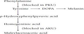 If a person were homozygous for both PKU and alkaptonuria (AKU), would you expect him or her to exhibit the symptoms of PKU, AKU, or both? Refer to the following pathway: