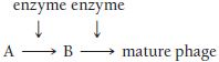 Upon infection of E. coli with bacteriophage T4, a series of biochemical pathways result in the formation of mature progeny phages. The phages are released after lysis of the bacterial host cells. Suppose that the following pathway exists: Suppose also that we have two temperature-sensitive mutants that involve the two enzymes catalyzing these sequential steps. One of the mutations is cold sensitive ( cs ), in that no mature phages are produced at 17°C. The other is heat sensitive ( hs ), in that no mature phages are produced at 42°C. Normal progeny phages are produced when phages carrying either of the mutations infect bacteria at 30°C. However, let us assume that we do not know the sequence of the two mutations. Two models are therefore possible: Outline how you would determine experimentally which model is the correct model without artificially lysing phage-infected bacteria.