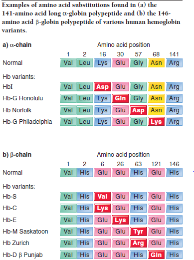Consider the human hemoglobin variants shown in Figure. What would you expect the phenotype to be in people heterozygous for the following two hemoglobin mutations? a. Hb Norfolk and Hb-S b. Hb-C and Hb-S Figure Examples of amino acid substitutions found in (a) the 141-amino acid long -globin polypeptide and (b) the 146-amino acid -globin polypeptide of various human hemoglobin variants.
