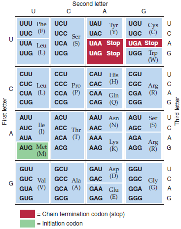 The amino acid sequence shown in the following table was obtained from the central region of a particular polypeptide chain in the wild-type and several mutant bacterial strains:    For each mutant, say what change has occurred at the DNA level, whether the change is a base-pair substitution mutation (transversion or transition, missense or nonsense) or a frameshift mutation, and in which codon the mutation occurred. (Refer to the codon dictionary in Figure, p. 108.)Figure  The genetic code. Of the 64 codons, 61 specify one of the 20 amino acids. The other 3 codons are chain-terminating codons and do not specify any amino acid. AUG , one of the 61 codons that specify an amino acid, is used in the initiation of protein synthesis.  