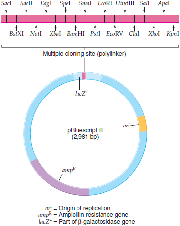 You have inserted human insulin cDNA in the cloning vector pBluescript II (described in Figure, p. 176) and transformed the clone into E. coli , but insulin was not expressed. Propose several hypotheses to explain why not. Figure  The plasmid cloning vector pBluescript II. This plasmid cloning vector has an origin of replication (ori), an amp R selectable marker, and a multiple cloning site located within part of the  galactosidase gene lacZ +.  