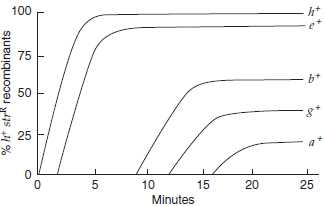 At time zero, an Hfr strain ( Hfr 1) was mixed with an F - strain, and at various times after mixing, samples were removed and agitated to separate conjugating cells. The cross may be written as Hfr 1: a + b + c + d + e + f + g + h + str S  F - : a b c d e f g h str R  (No order is implied in listing the markers.) The samples were then plated onto selective media to measure the frequency of h + str R recombinants that had received certain genes from the Hfr cell. A graph of the number of recombinants against time is shown in the accompanying figure.    a. Indicate whether each of the following statements is true or false: i. All F + cells that received a + from the Hfr in the chromosome transfer process must also have received b +. ii. The order of gene transfer from Hfr to F - was a + (first), then g + , then b + , then e + , and, finally, h +. iii. Most e + str R recombinants are likely to be Hfr cells. iv. None of the b + str R recombinants plated at 15 minutes are also a +. b. Draw a linear map of the Hfr chromosome, indicating i. the point of nicking (the origin) and the direction of DNA transfer. ii. the order of the genes a + , b + , e + , g + , and h +. iii. the shortest distance between consecutive genes on the chromosomes.