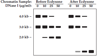 In Drosophila, pulses of the steroid hormone, ecdysone, trigger molting between the larval stages and then, at the end of the larval stages, trigger the formation of a pupa, where the larva will metamorphose into an adult fly. Immediately after the ecdysone pulse at the end of the larval stages, transcription of several genes, including Eip93F , is dramatically increased. To investigate how ecdysone regulates Eip93F , chromatin is isolated from staged wild-type animals just before and just after the ecdysone pulse at the end of the larval stages. The chromatin is distributed to separate test tubes, where it is digested for 2 minutes with different concentrations of DNase I. DNA is then purified from each sample and digested with Eco RI. The resulting DNA fragments are then resolved by size using gel electrophoresis, and a Southern blot is made. The Southern blot is probed with two Eco RI fragments from the Eip93F gene: a 4.0-kb fragment from its promoter and a 3.0-kb fragment from its proteincoding region. The following figure shows the results, where the thickness of the band corresponds to the intensity of hybridization signal:    a. Explain why the 4-kb band, but not the 3-kb band, diminishes in intensity when chromatin that was isolated before the pulse of ecdysone is treated with increasing concentrations of DNase I. How do you explain the increasing amounts of the 2-kb band in these samples? b. Explain why both the 4-kb and 3-kb bands diminish in intensity when chromatin isolated after the pulse of ecdysone is treated with increasing amounts of DNase I. How do you interpret the increasing amounts of low molecular weight digestion products in these samples?