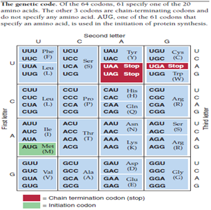 The following sequence is that of the first 45 codons from the human gene for preproinsulin. Using the genetic code (Figure, p. 108), determine what fraction of mutations at the first, second, and third positions of these 45 codons will be synonymous. Figure At which position is natural selection likely to have the greatest effect and nucleotides are most likely to be conserved?