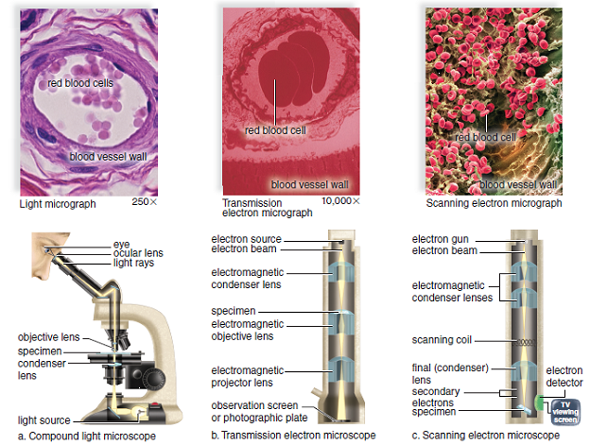 Modern Microscopy  Microscopes have given scientists a deeper look into how life works than is possible with the naked eye. Today, there are many types of microscopes. A compound light microscope uses a set of glass lenses to focus light rays passing through a specimen to produce an image that is viewed by the human eye. A transmission electron microscope (TEM) uses a set of electromagnetic lenses to focus electrons passing through a specimen to produce an image, which is projected onto a fluorescent screen or photographic film. A scanning electron microscope (SEM) uses a narrow beam of electrons to scan over the surface of a specimen that is coated with a thin metal layer. Secondary electrons given off by the metal are detected and used to produce a three-dimensional image on a television screen. Figure 3A shows these three types of microscopes and their images. Magnification, Resolution, and Contrast  Magnification is the ratio between the size of an image and its actual size. Electron microscopes magnify to a greater extent than do compound light microscopes. A light microscope can magnify objects about a thousand times, but an electron microscope can magnify them hundreds of thousands of times. The difference lies in the means of illumination. The path of light rays and electrons moving through space is wavelike, but the wavelength of electrons is much shorter than the wavelength of light. This difference in wavelength accounts for the electron microscope's greater magnifying capability and its greater ability to distinguish between two points (resolving power). Resolution is the minimum distance between two objects that allows them to be seen as two separate objects. A microscope with poor resolution might enable a student to see only one cellular granule, while the microscope with the better resolution would show two granules next to each other. The greater the resolving power, the greater the detail seen. If oil is placed between the sample and the objective lens of the compound light microscope, the resolving power is increased, and if ultraviolet light is used instead of visible light, it is also increased. But typically, a light microscope can resolve down to 0.2 ?m, while the transmission electron microscope can resolve down to 0.0002 ?m. If the resolving power of the average human eye is set at 1.0, then the typical compound light microscope is about 500, and the transmission electron microscope is 500,000. The ability to make out, or resolve, a particular object can depend on contrast, a difference in the shading of an object compared to its background. Higher contrast is often achieved by staining cells with colored dyes (light microscopy) or with electron-dense metals (electron microscopy), which make them easier to see. Optical methods such as phase contrast and the use of fluorescently tagged antibodies can also help us visualize subcellular components such as specific proteins. Figure 3A Diagram of microscopes with accompanying micrographs. The compound light microscope and the transmission electron microscope provide an internal view of an organism. The scanning electron microscope provides an external view of an organism.    What happens to an image if the magnification is increased without increasing resolution?