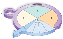Label this drawing of the cell cycle and briefly summarize what is happening at each stage.