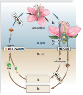 Label the diagram below of alternation of generations in flowering plants.