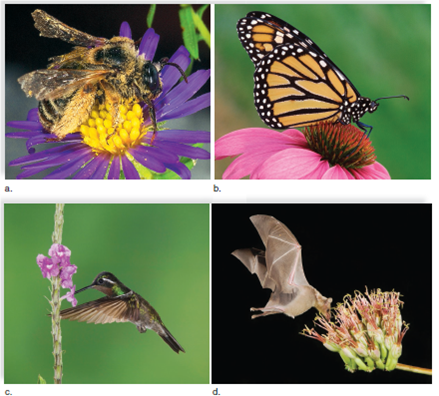 The Coevolution of Plants and Their Pollinators  Plants and their pollinators have adapted to one another. They have a mutualistic relationship in which each benefits-the plant uses its pollinator to ensure that cross-pollination takes place, and the pollinator uses the plant as a source of food. This mutualistic relationship came about through the process of coevolution-that is, the interdependency of the plant and the pollinator is the result of suitable changes in the structure and function of each. Bee- and Wasp-Pollinated Flowers  There are 20,000 known species of bees that pollinate flowers. The best-known pollinators are the honeybees (Fig. 10A a ). As noted in the text, bee eyes see ultraviolet (UV) wavelengths. Therefore, bee-pollinated flowers are usually brightly colored and are predominantly blue or yellow; they are not entirely red. They may also have ultraviolet shadings called nectar guides, which highlight the portion of the flower that contains the reproductive structures. The mouthparts of bees are fused into a long tube that contains a tongue. This tube is an adaptation for sucking up nectar provided by the plant, usually at the base of the flower. Bees also collect pollen as a food. Bee-pollinated flowers are delicately sweet and fragrant, advertising that nectar is present. The nectar guides often point to a narrow floral tube large enough for the bee's feeding apparatus but too small for other insects to reach the nectar. Bee-pollinated flowers may be irregular in shape, and are sturdy because they often have a landing platform where the bee can alight. The flower structure requires the bee to brush up against the anther and stigma as it moves toward the floral tube to feed. One type of orchid, Ophrys , has evolved a unique adaptation. The flower resembles a female wasp, and when the male of that species attempts to copulate with the flower, the flower spring loads pollen on the wasp's head. When the frustrated wasp attempts to copulate with another flower, the pollen is perfectly positioned to come in contact with the stigma of the second flower. Moth- and Butterfly-Pollinated Flowers  Both moths and butterflies have a long, thin, hollow proboscis, but they differ in other characteristics. Moths usually feed at night and have a well-developed sense of smell. The flowers they visit are visible at night, because they are lightly shaded (white, pale yellow, or pink), and they have strong, sweet perfume, which helps attract moths. Moths hover when they feed, and their flowers have deep tubes with open margins that allow the hovering moths to reach the nectar with their long proboscis. Butterflies, in comparison, are active in the daytime and have good vision but a weak sense of smell. Their flowers have bright colors-even red, because butterflies can see the color red-but the flowers tend to be odorless. Unable to hover, butterflies need a place to land. Flowers that are visited by butterflies often have flat landing platforms (Fig. 10A b ). Composite flowers (composed of a compact head of numerous individual flowers) are especially favored by butterflies. Each flower has a long, slender floral tube, accessible to the long, thin butterfly proboscis. Bird- and Bat-Pollinated Flowers  In North America, the most well-known bird pollinators are the hummingbirds. These small animals have good eyesight but do not have a well-developed sense of smell. Like moths, they hover when they feed. Typical flowers pollinated by hummingbirds are red, with a slender floral tube and margins that are curved back and out of the way. And although they produce copious amounts of nectar, the flowers have little odor. As a hummingbird feeds on nectar with its long, thin beak, its head comes in contact with the stamens and pistil (Fig. 10A c ). Bats are adapted to gathering food in various ways, including feeding on the nectar and pollen of plants. Bats are nocturnal and have an acute sense of smell. Those that are pollinators also have keen vision and a long, extensible, bristly tongue. Typically, bat-pollinated flowers open only at night and are light-colored or white. They have a strong, musky smell similar to the odor that bats produce to attract one another. The flowers are generally large and sturdy and are able to hold up when a bat inserts part of its head to reach the nectar. While the bat is at the flower, its head becomes dusted with pollen (Fig. 10A d ). Figure 10A Types of pollinators. a. A bee-pollinated flower is a color other than red. b. A butterfly-pollinated flower is often a composite, containing many individual flowers. c. Hummingbirdpollinated flowers are curved back, allowing the bird to insert its beak to reach the rich supply of nectar. d. Bat-pollinated flowers are large, sturdy flowers that can take rough treatment.    Why do you think pollinators are often very specific to the plants they pollinate?