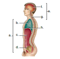 Choose the best answer for each question. Label the diagram of body cavities below.  