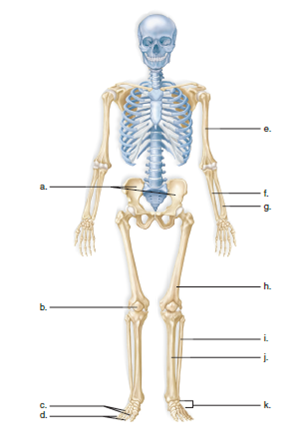 Label the indicated bones of the human skeleton  