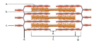 Label the indicated areas in the diagram below.