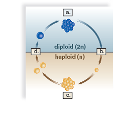 Label the stages in the following diagram of the plant life cycle.
