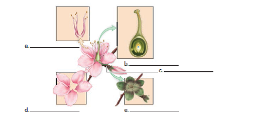 Label the parts of the flower in the following diagram.