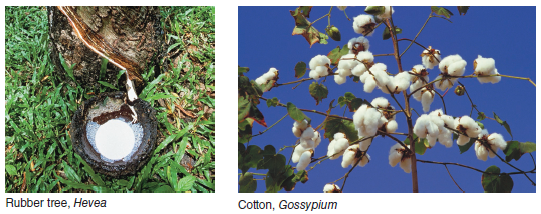 Plants and Humans Humans derive most of their nourishment from three flowering plants: wheat, corn, and rice. All three of these plants are members of the grass family and are collectively called grains (Fig. 30A). Wheat is commonly used to produce flour and bread. It was first cultivated in the Middle East about 8000 b.c., and is thought to be one of the earliest cultivated plants. Early settlers brought wheat to North America, where many varieties of corn, more properly called maize, were already in existence. Rice originated in southeastern Asia several thousand years ago, where it grew in swamps. Many foods of both plant and animal origin are considered bland or tasteless without seasonings or spices. The Americas were discovered when Columbus was seeking a new route to the Far East to acquire spices, such as nutmeg, oregano, rosemary, and sage. In addition, our primary sweetener, sugar, comes almost exclusively from two plants-sugarcane (grown in South America, Africa, Asia, and the Caribbean) and sugar beets (grown mostly in Europe and North America). Our most popular drinks-coffee, tea, and cola-also come from flowering plants. Coffee originated in Ethiopia, whereas tea is thought to have been first used somewhere in central Asia. Cotton and rubber are two plants that still have many uses today (Fig. 30B). Until a few decades ago, cotton and other natural fibers were our only source of clothing. Interestingly, when Levi Strauss wanted to make a tough pair of jeans, he needed a stronger fiber than cotton, so he used hemp. Hemp comes from a plant that is closely related to marijuana, but unlike marijuana, has extremely small amounts of the chemical tetrahydrocannabinol (THC), which causes the hallucinogenic effect when marijuana is smoked. Today, hemp is increasingly used to make clothing due to its toughness and wearability. Rubber had its origin in Brazil from the thick, white sap of the rubber tree. To produce a stronger rubber, such as that in tires, sulfur is added, and the sap is heated in a process called vulcanization. This produces a flexible material less sensitive to temperature changes. However, at present, most rubber is synthetically produced. Plants have also been used for centuries for a number of important household items, including the house itself. We are most familiar with lumber as the major structural portion in buildings. This wood comes mainly from a variety of conifers: pine, fir, and spruce, among others. In the tropics, trees and even herbs provide important components for houses. In rural parts of Central and South America, palm leaves are preferable to tin for roofs, because they last as long as ten years and are quieter during rainstorms. In the Middle East, numerous houses along rivers are made entirely of reeds. Today, plants are increasingly researched for their use in medicinal products. Currently, about 50% of all pharmaceutical drugs originate from plants or are derived from plant products. Some cancers are even treatable with medicinal plants, such as the rosy periwinkle, extracts from which have shown some success in treating childhood leukemia. Indeed, the National Cancer Institute and most pharmaceutical companies have spent millions of dollars to send botanists out to collect and test plant samples from around the world. Tribal medicine men, or shamans, of South America and Africa have already been of great importance in developing numerous drugs. However, plant extracts also continue to be misused for their hallucinogenic or other effects on the human body; examples are coca, the source of cocaine and crack, and the opium poppy, the source of heroin. In addition to all these uses of plants, we should not forget their aesthetic value. Flowers brighten any yard, ornamental plants accent landscaping, and trees provide cooling shade during the summer as well as shelter from harsh winds during the winter. Figure 30A Plants used for food.   Figure 30B Plants used commercially.   With over 270,000 species of angiosperms alone, why do you think we get most of our nourishment from only three plants (wheat, corn, and rice)?<div style=padding-top: 35px> 