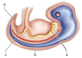 Label the diagram of a chordate below: