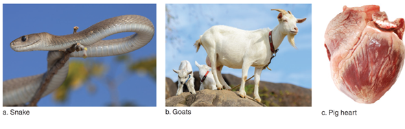 Vertebrates and Human Medicine Hundreds of pharmaceutical products come from other vertebrates, and even those that produce poisons and toxins provide medicines that benefit us. Natural Products with Medical Applications The black-and-white spitting cobra of Southeast Asia paralyzes its victims with a potent venom, which eventually leads to respiratory arrest. However, that venom is also the source of the drug Immunokine, which can inhibit some harmful effects of an overactive immune system. It is approved in Thailand for use in combating the side effects of cancer therapy, and it is being studied for use in treating AIDS, autoimmune diseases, and other disorders. Although snakebites can be very painful, certain components found in venom actually relieve pain. The black mamba, found mainly in sub-Saharan Africa, is one of the most lethal snakes on Earth. Compounds in its venom called mambalgins, however, block pain signals by inhibiting the flow of certain ions through nerves that carry pain messages. When tested in mice, these compounds were as effective as morphine, with fewer side effects. Another compound, known as epibatidine, derived from the skin of an endangered Ecuadorian poison-dart frog, is 50-200 times more powerful than morphine in relieving chronic and acute pain, without the addictive properties. Unfortunately, it can also have serious side effects, so companies have synthesized compounds with a similar structure, hoping to improve its safety profile. Other venoms mainly affect blood clotting. Eptifibatide is derived from the venom of the pigmy rattlesnake, which lives in the southeastern United States. Because it binds to blood platelets and reduces their tendency to clump together, this drug is used to reduce the risk of clot formation in patients at risk for heart attacks. Alternatively, the venom of several pit vipers, such as the copperhead, contains clotbusting (thrombolytic) substances, which can be used to dissolve abnormal clots that have already formed. Sharks produce a variety of chemicals with potentially medicinal properties. Squalamine is a steroidlike molecule that was first isolated from the liver of dogfish sharks. It has broad antimicrobial properties, and it can inhibit the abnormal growth of new blood vessels, which is a factor in cancer and a variety of other diseases. Squalamine is also safe enough to be used in the eye and is currently being tested as a potential treatment for macular degeneration, an eye disease that will affect 3 million Americans by 2020. Animal Pharming Some of the most powerful applications of genetic engineering can be found in the development of drugs and therapies for human diseases. In fact, this technology has led to a new industry: animal pharming, which uses genetically altered vertebrates, such as mice, sheep, goats, cows, pigs, and chickens, to produce medically useful pharmaceutical products. To accomplish this, the human gene for some useful product is inserted into the embryo of a vertebrate. That embryo is implanted into a foster mother, which gives birth to the transgenic animal, which contains genes from the two sources. An adult transgenic vertebrate produces large quantities of the pharmed product in its blood, eggs, or milk, from which the product can be easily harvested and purified. An example of a pharmed product used in human medicine is human antithrombin. This medication is important in the treatment of individuals who have a hereditary deficiency of this protein and so are at high risk for lifethreatening blood clots. Approved by the FDA in 2009, the bioengineered drug, known by the brand name ATryn®, is purified from the milk of transgenic goats. Xenotransplantation There is an alarming shortage of human donor organs to fill the need for hearts, kidneys, and livers. One solution is xenotransplantation, the transplantation of nonhuman vertebrate tissues and organs into humans. The first such transplant occurred in 1984 when a team of surgeons implanted a baboon heart into an infant, who, unfortunately, lived only 20 days. Although apes are more closely related to humans, pigs are considered to be the best source for xenotransplants. Pig organs are similar to human organs in size, anatomy, and physiology, and large numbers of pigs can be produced quickly. Most infectious microbes of pigs are unlikely to infect a human recipient. Currently, pig heart valves and skin are routinely used for treatment of humans. Miniature pigs, whose heart size is similar to that of humans, are being genetically engineered to make their tissues less foreign to the human immune system, to minimize rejection. Figure 32A Medical uses of animals. a. Snake venom may be used to create pain medications. b. Mammals, such as these goats, may express pharmaceutical compounds in their milk. c. Pigs are now being genetically altered to provide a supply of hearts for heart transplant operations.   What are some of the health concerns that may arise due to xenotransplantation?<div style=padding-top: 35px> 