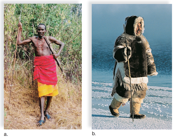 Human Ethnic Groups Evolutionists have hypothesized that human variations evolved as adaptations to local environmental conditions. One obvious difference among people is skin color. A darker skin is protective against the high UV intensity of bright sunlight. On the other hand, a white skin ensures vitamin D production in the skin when the UV intensity is low. Harvard University geneticist Richard Lewontin points out, however, that this hypothesis concerning the survival value of dark and light skin has never been tested. Two correlations between body shape and environmental conditions have been noted since the nineteenth century. The first, known as Bergmann's rule, states that animals in colder regions of their range have a bulkier body build. The second, known as Allen's rule, states that animals in colder regions of their range have shorter limbs, digits, and ears. Both of these effects help regulate body temperature by increasing the surface-area-to-volume ratio in hot climates and decreasing the ratio in cold climates. For example, Figure 32B, shows that the Maasai of East Africa tend to be slightly built with elongated limbs, while the Eskimos, who live in northern regions, are bulky and have short limbs. Other anatomical differences among ethnic groups, such as hair texture, a fold on the upper eyelid (common in Asian peoples), and the shape of lips, cannot be explained as adaptations to the environment. Perhaps these features became fixed in different populations due simply to genetic drift. As far as intelligence is concerned, no significant disparities have been found among different ethnic groups. Genetic Evidence for Common Ancestry The replacement model for the evolution of humans, discussed earlier in this section, pertains to the origin of ethnic groups. This hypothesis proposes that all modern humans have a relatively recent common ancestor-that is, Cro-Magnon-who evolved in Africa and then spread into other regions. Paleontologists tell us that the variation among modern populations is considerably less than existed among archaic human populations some 250,000 years ago. If so, all ethnic groups evolved from the same single ancestral population. A comparative study of mitochondrial DNA shows that the differences among human populations are consistent with their having a common ancestor no more than a million years ago. Lewontin has also found that the genotypes of different modern populations are extremely similar. He examined variations in 17 genes, including blood groups and various enzymes, among seven major geographic groups: Europeans (caucasians), black Africans, mongoloids, South Asian Aborigines, Amerinds, Oceanians, and Australian Aborigines. He found that the great majority of genetic variation-85%-occurs within ethnic groups, not between them. In other words, the amount of genetic variation between individuals of the same ethnic group is greater than the variation between any two ethnic groups. Figure 32B Human ethnic groups. a. The Maasai live in East Africa. b. Eskimos live near the Arctic Circle.   Some ethnic groups are more highly disposed to certain diseases than others, such as hypertension and cardiovascular disease. Explain what factors may have contributed to this in this ethnic population.<div style=padding-top: 35px> 