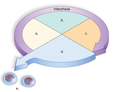 In questions 2-4, match the part of the diagram of the cell cycle to the statements provided. 2. DNA replicates.