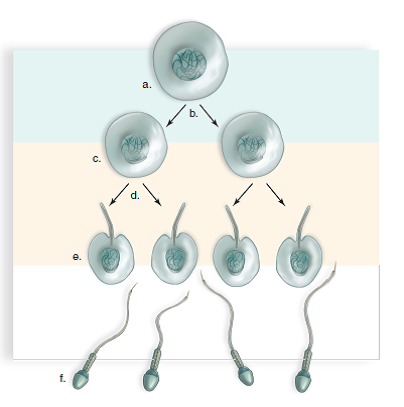 In questions 7-11, match the part of the diagram that follows to the appropriate statement. 7. Meiosis II   