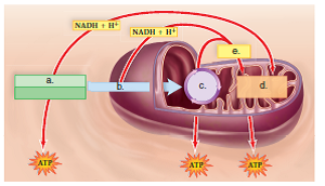 Choose the best answer for each question. For questions 1-5, match the letters in the diagram to the appropriate statement. 1. Preparatory reaction   