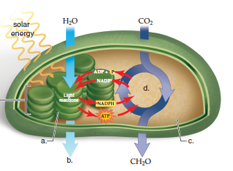 Choose the best answer for each question. Label a, b, c, d, and e in the following diagram of a chloroplast.   )