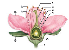 Label the following diagram of a flower  