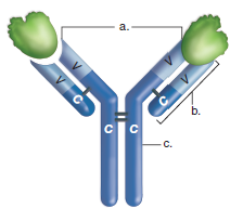 Choose the best answer for each question. Label a-c on this IgG molecule using these terms: antigenbinding sites, light chain, heavy chain. What do V and C stand for in the diagram?  