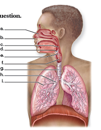 Choose the best answer for each question. Label this diagram of the human respiratory system.