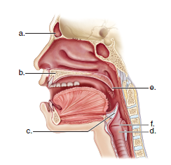 Choose the best answer for each question. Label the following diagram of the path of air.  