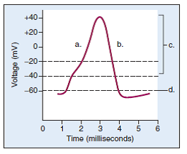 Choose the best answer for each question. Label this diagram of the action potential.