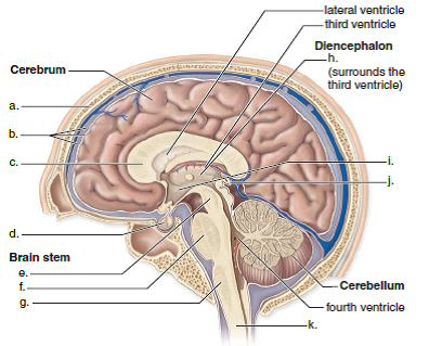 Choose the best answer for each question. Label this diagram of the brain.  