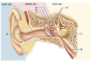 Choose the best answer for each question. Label the following diagram of the human ear.