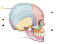 Choose the best answer for each question. Label the following diagram of the skull.  