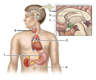 Choose the best answer for each question. Name the endocrine glands in the following diagram.