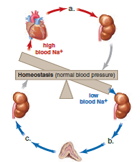 Name the hormones in the following diagram.  