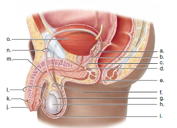 Choose the best answer for each question. Label the anatomical structures in this diagram of the male reproductive system.  