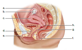 Choose the best answer for each question. Label the anatomical structures in this diagram of the female reproductive system.  