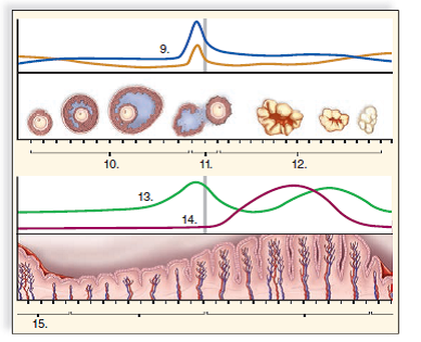 For questions 9-15, match the terms in the key with the following graph of the female reproductive cycles. Key: A) estrogen e. follicular phase B) ovulation f. luteal phase C) menstruation g. progesterone D) LH