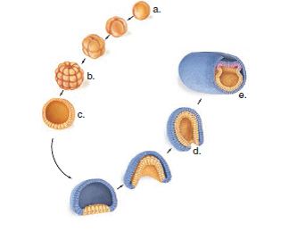 Choose the best answer for each question. Identify the stages of animal development in the following diagram.  