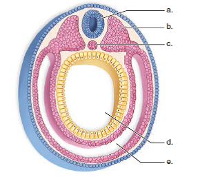 Choose the best answer for each question. Identify the regions of a cross section of an animal embryo in the following diagram.  