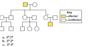 Choose the best answer for each question. The following pedigree pertains to color blindness. Using the letter B for the normal allele, what is the genotype of the individual with the asterisk?  