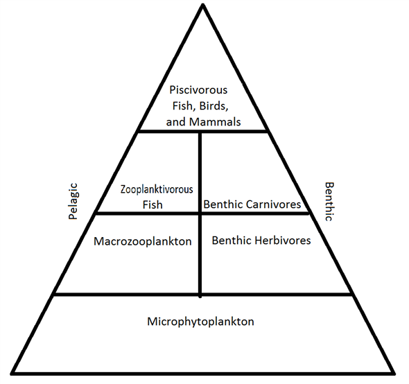 A simple food web of the continental shelf begins with plankton, which are food for deposit feeders and some burrowers.  