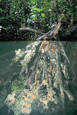 Mangroves of a species of Rhizophora living along the northern coast of a bay are subject to a much wider tidal range than those on the southern shores of the same bay. What differences could be expected in the diversity and density of the organisms living on the roots (see Fig. 12.20) of the northern mangroves in contrast to those living on the southern shores? Explain the reason for the differences, if any. FIGURE 12.20 Seaweeds, sponges, oysters, sea anemones, barnacles, sea squirts, and many other types of organisms live attached to the roots of the red mangrove ( Rhizophora mangle ).   